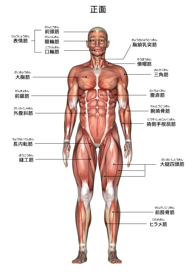 筋肉図・前