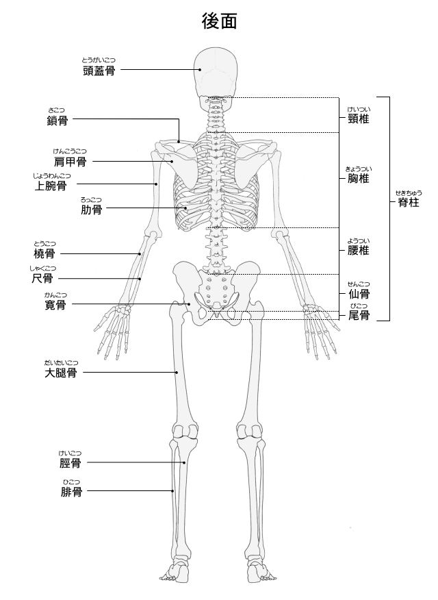 骨格図・後