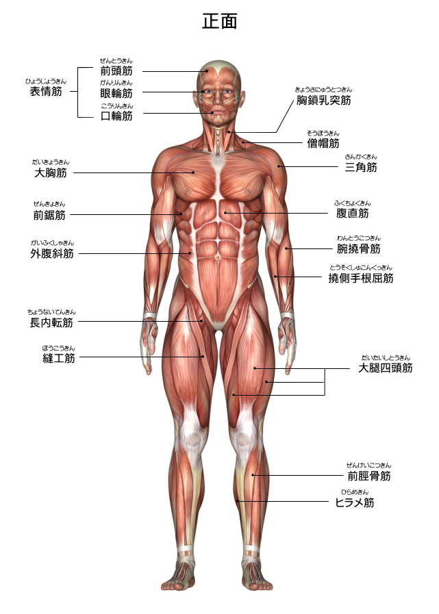 筋肉図・前