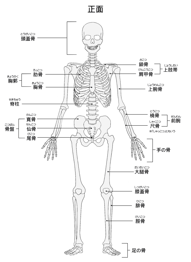 骨格図・前