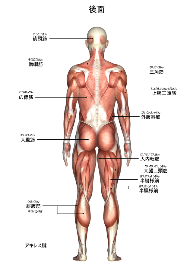 筋肉図・後