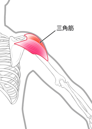 三角筋