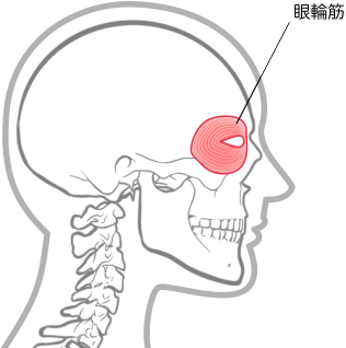 眼輪筋