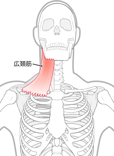 広頚筋