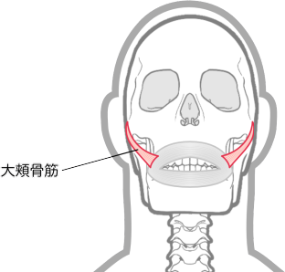 大頬骨筋