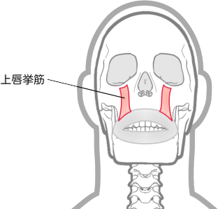 上唇挙筋