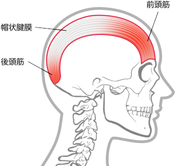 後頭筋