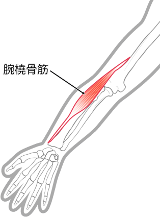 腕橈骨筋