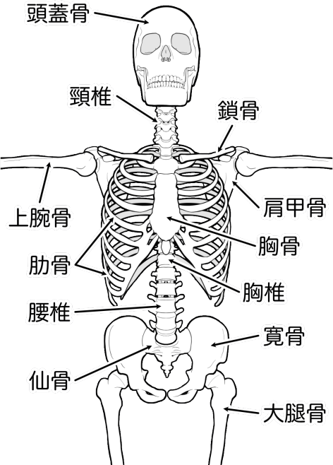 胸骨