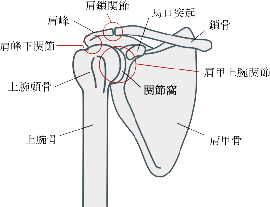 上肢帯