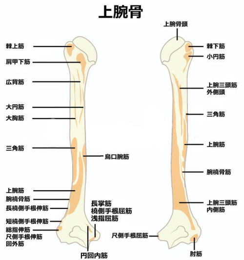 上腕骨