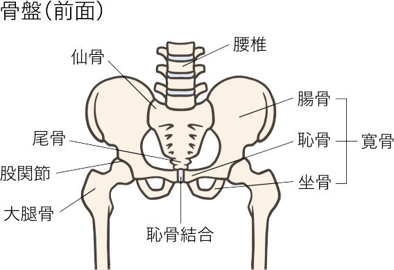 骨盤