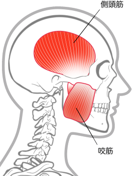 側頭筋