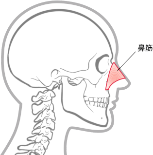 鼻筋