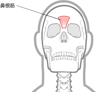 鼻根筋