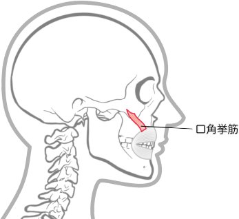 口角挙筋