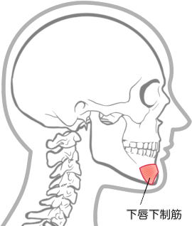 下唇下制筋