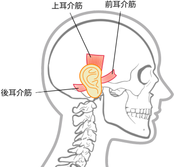 後耳介筋