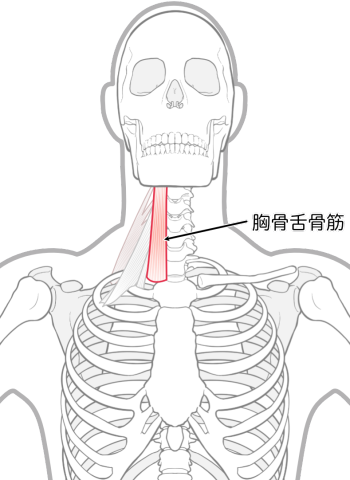 胸骨舌骨筋