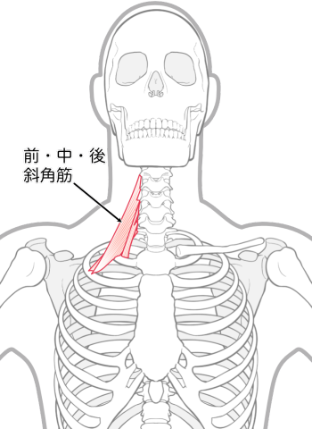 斜角筋