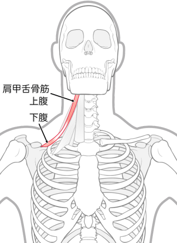 肩甲舌骨筋