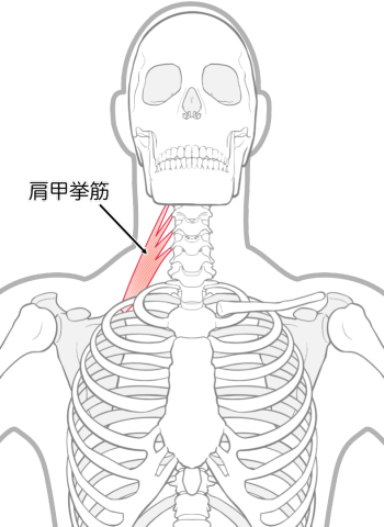 肩甲挙筋