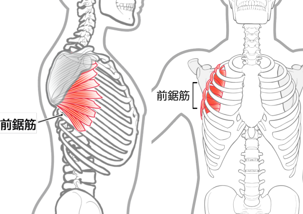 前鋸筋