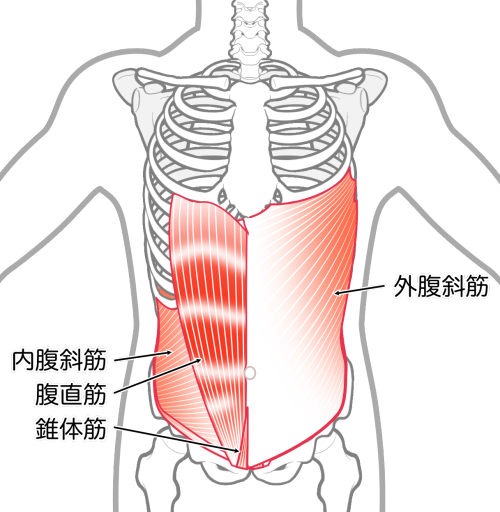 内腹斜筋