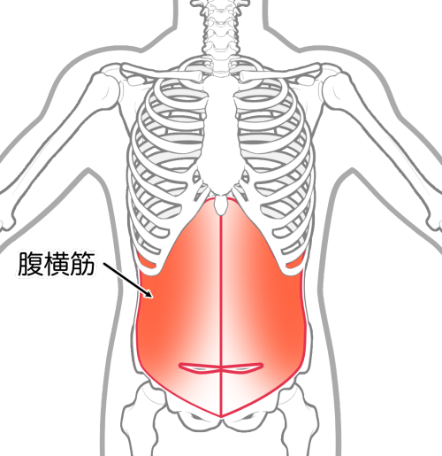 腹横筋