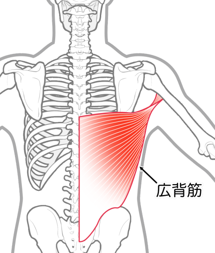 広背筋
