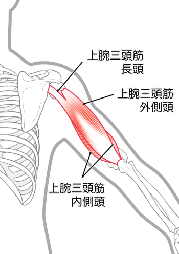 上腕二頭筋