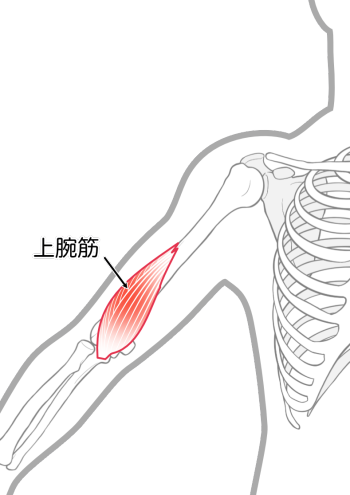 上腕筋