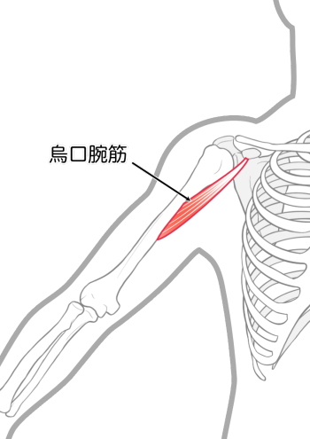 烏口腕筋