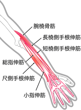 長橈側手根伸筋