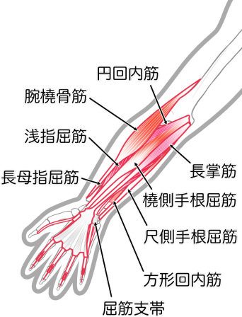 前腕屈筋群