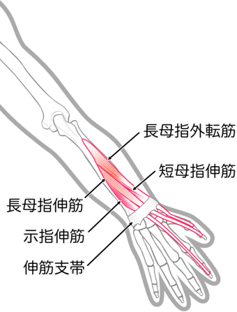 示指伸筋