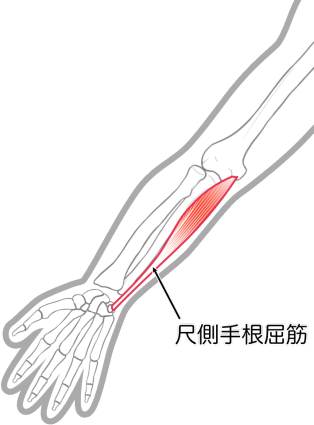 尺側手根屈筋