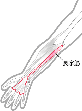 長掌筋