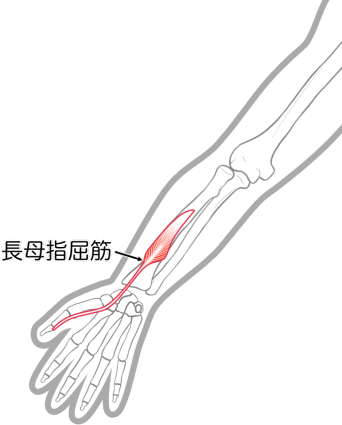 長母指屈筋