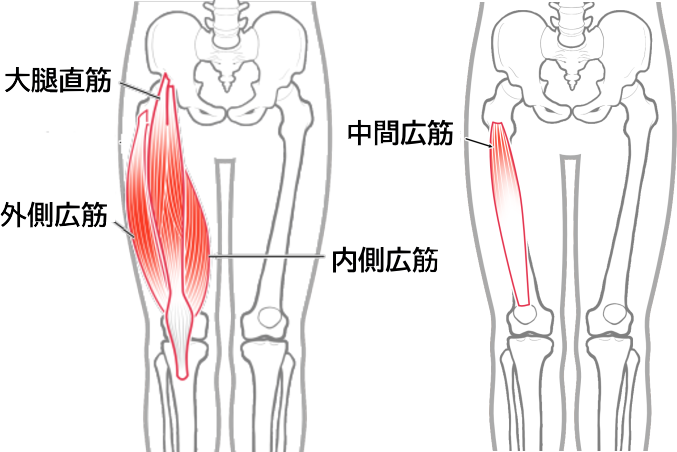 大腿四頭筋