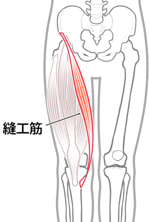 縫工筋