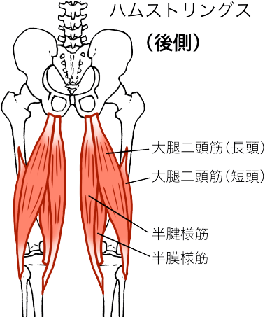 ハムストリングス
