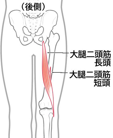 大腿二頭筋