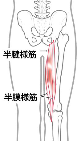 半腱様筋