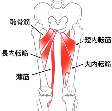 内転筋群