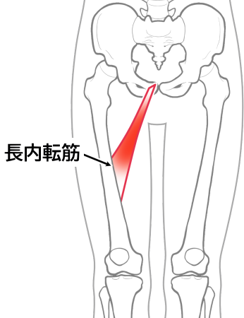 長内転筋