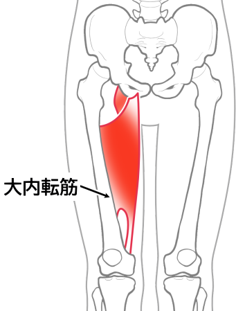 大内転筋