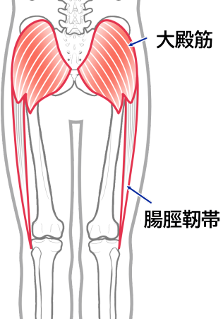 大殿筋