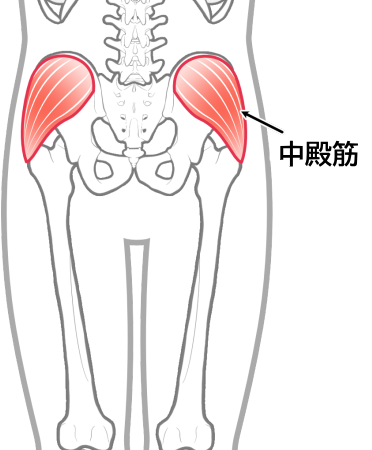 中殿筋