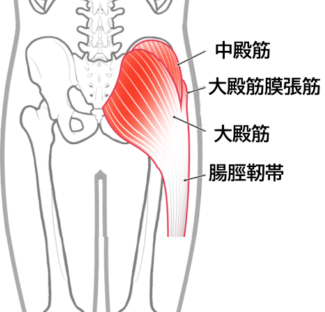 大殿筋膜張筋